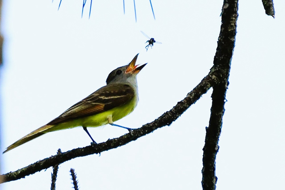Great Crested Flycatcher - ML620113083