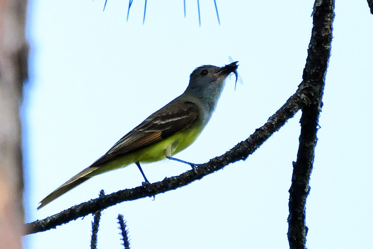 Great Crested Flycatcher - ML620113084