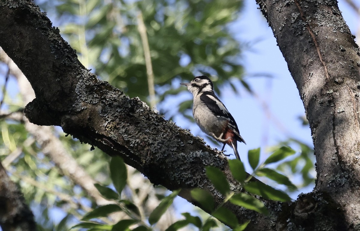 Great Spotted Woodpecker - ML620113093