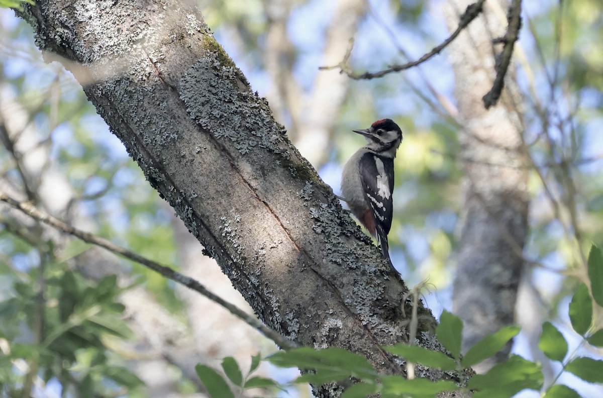 Great Spotted Woodpecker - ML620113094