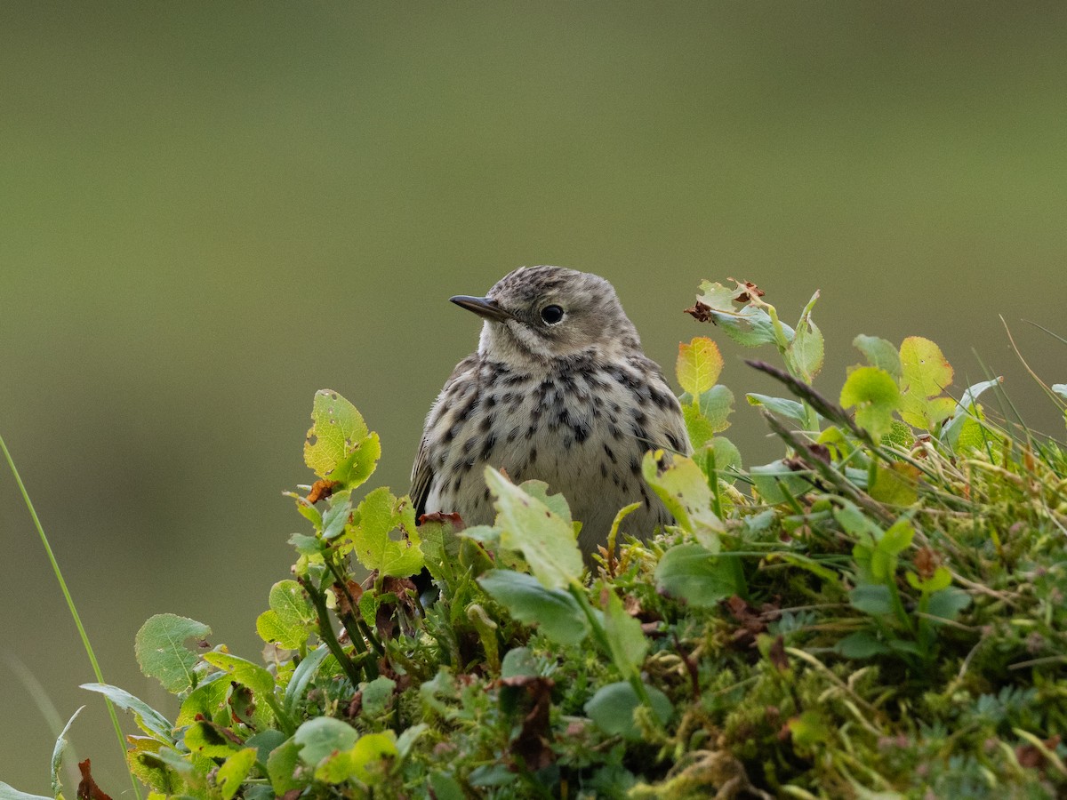 Meadow Pipit - ML620113107