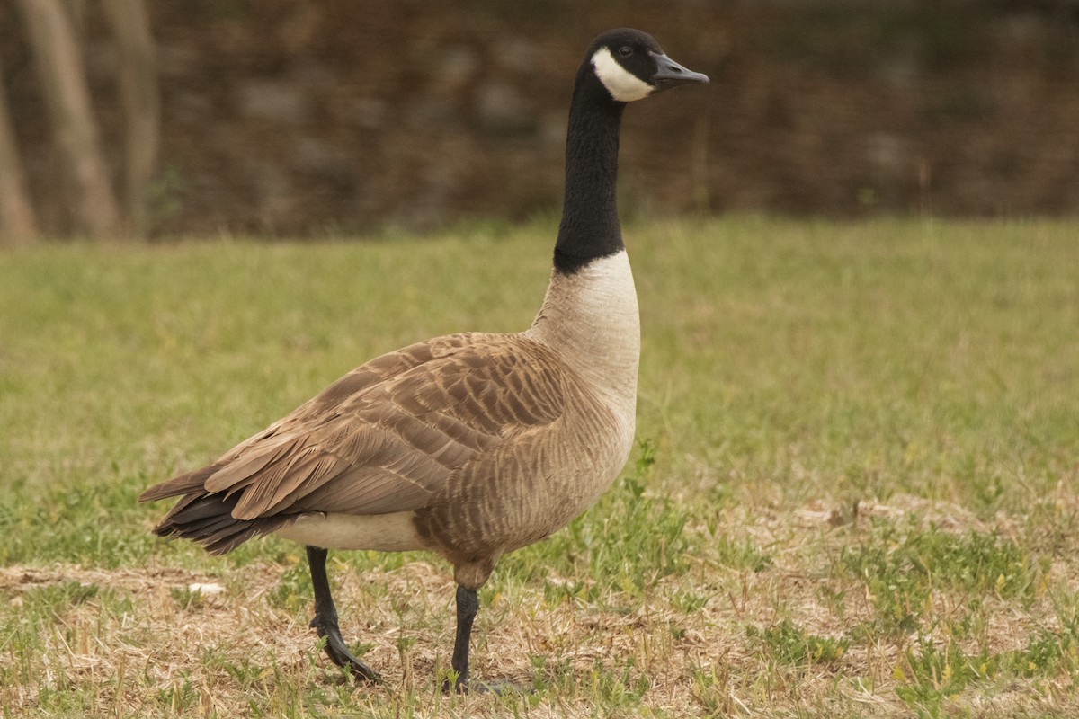 Canada Goose - ML620113136