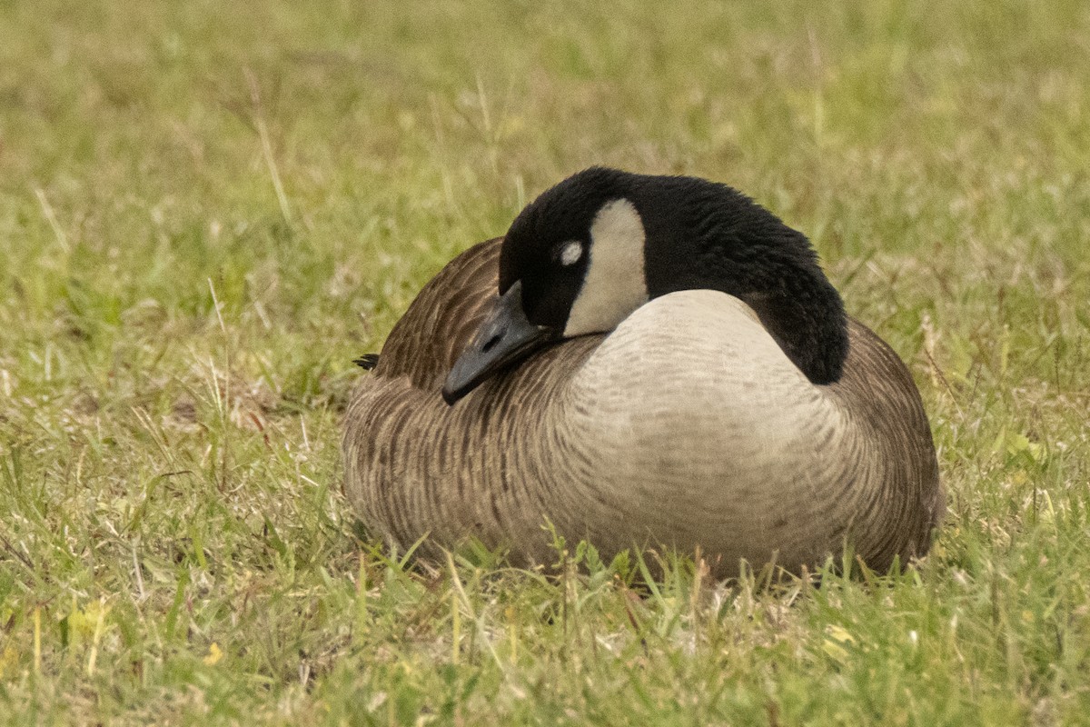 Canada Goose - ML620113139