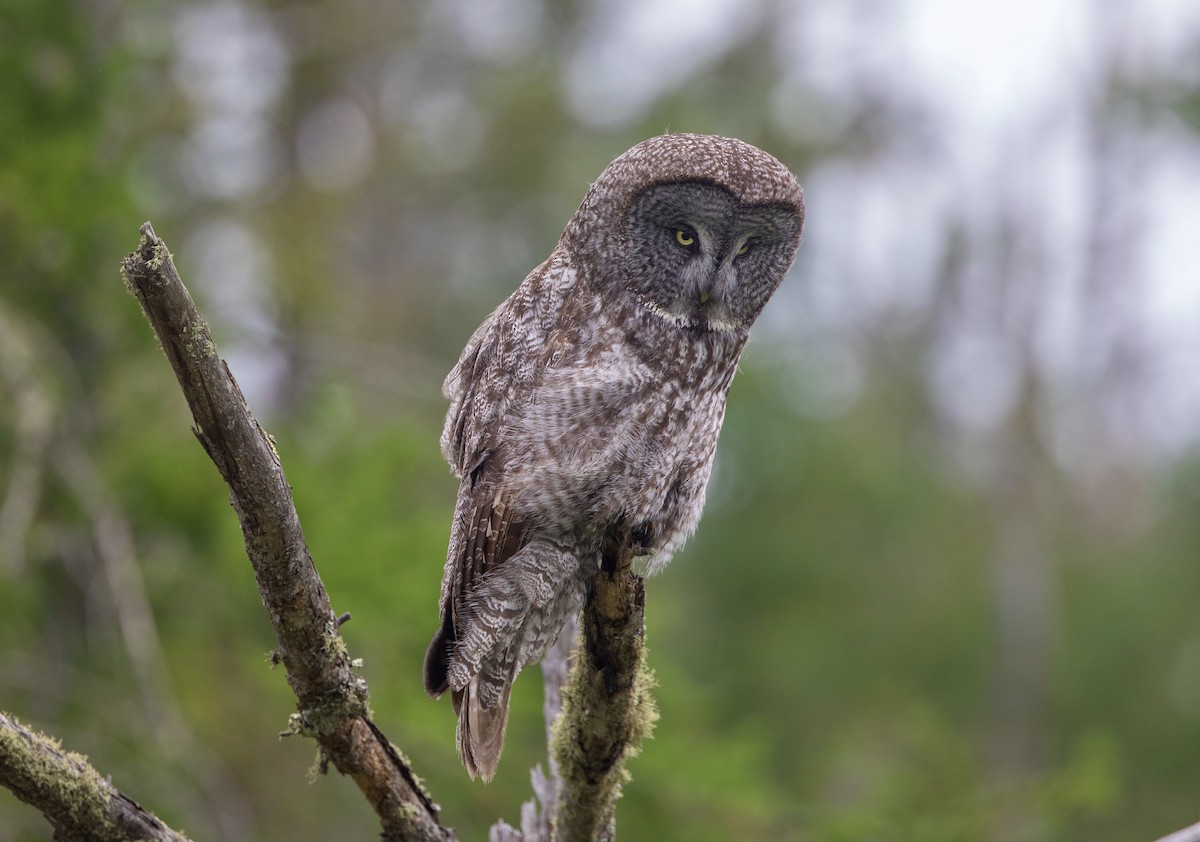 Great Gray Owl - ML620113140