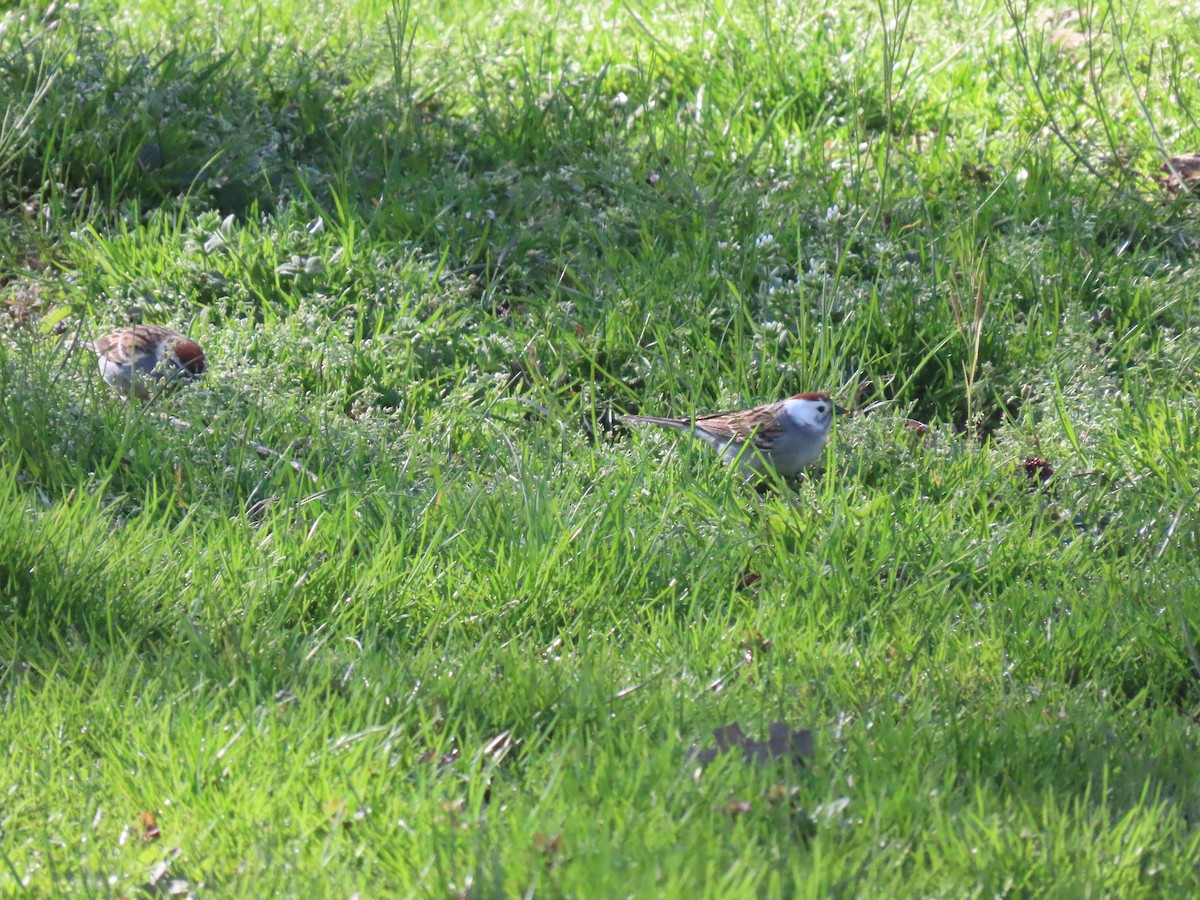 Chipping Sparrow - ML620113157