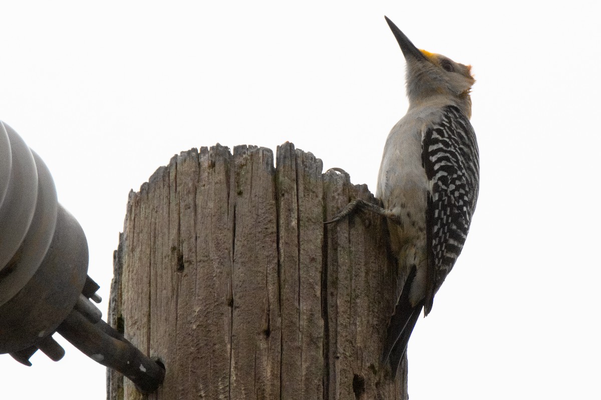 Golden-fronted Woodpecker - ML620113165