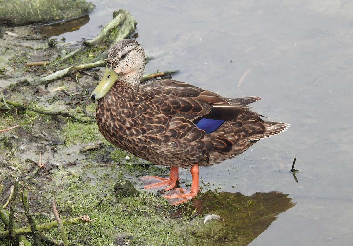 Mottled Duck - ML620113167