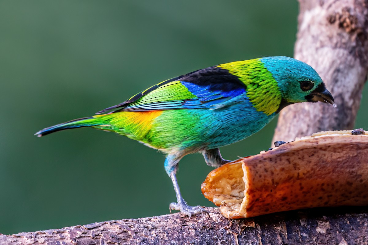 Green-headed Tanager - ML620113182