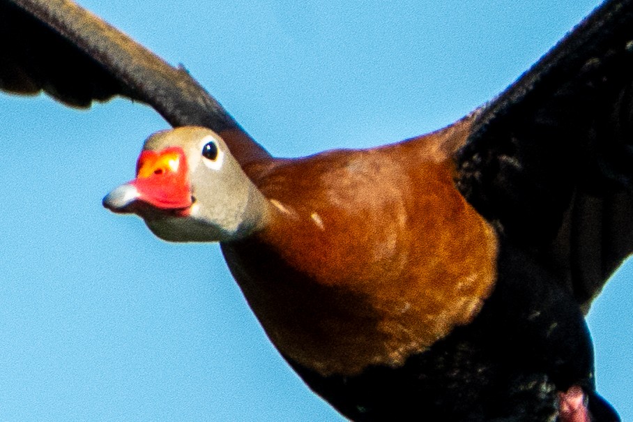 Black-bellied Whistling-Duck - ML620113184
