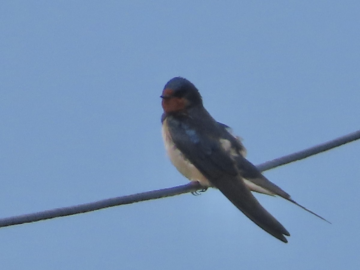 Barn Swallow - ML620113186