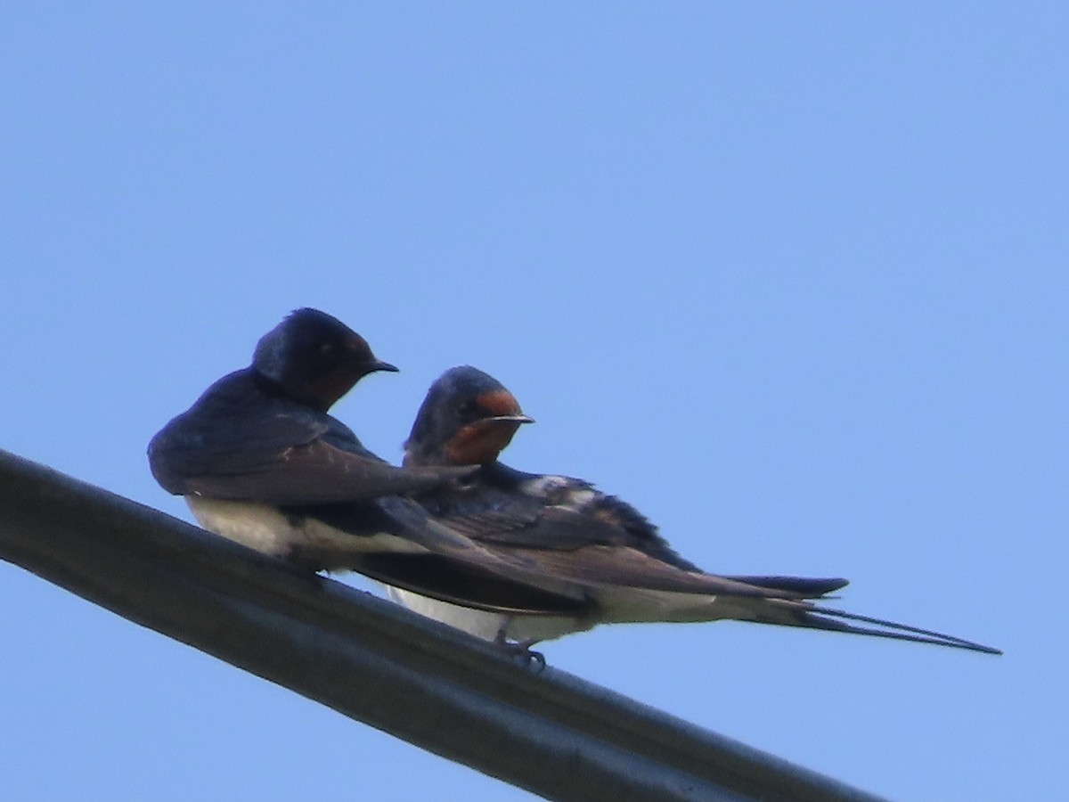 Barn Swallow - ML620113189