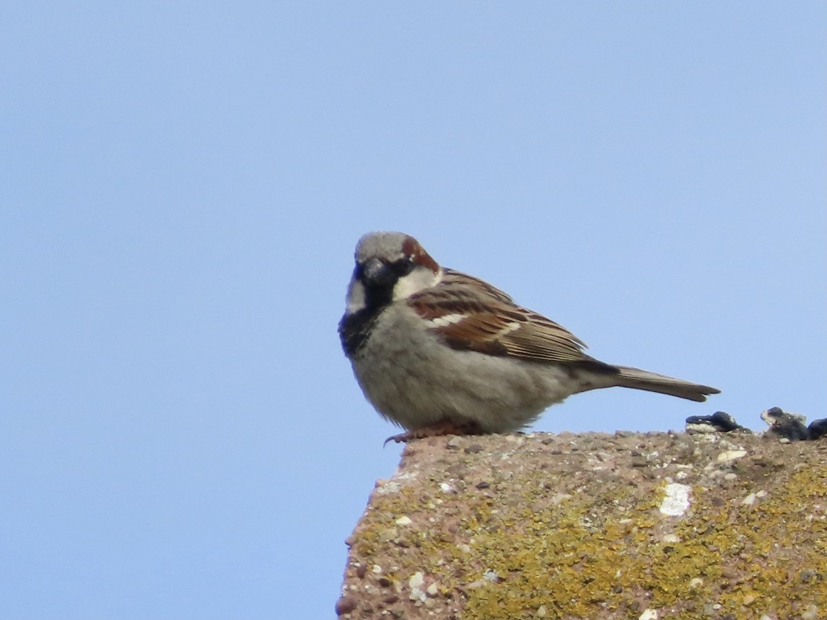 House Sparrow - ML620113203