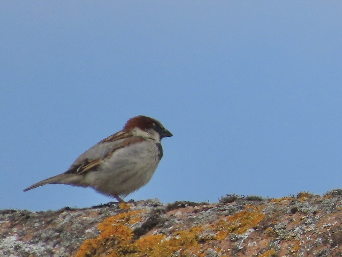 House Sparrow - ML620113204