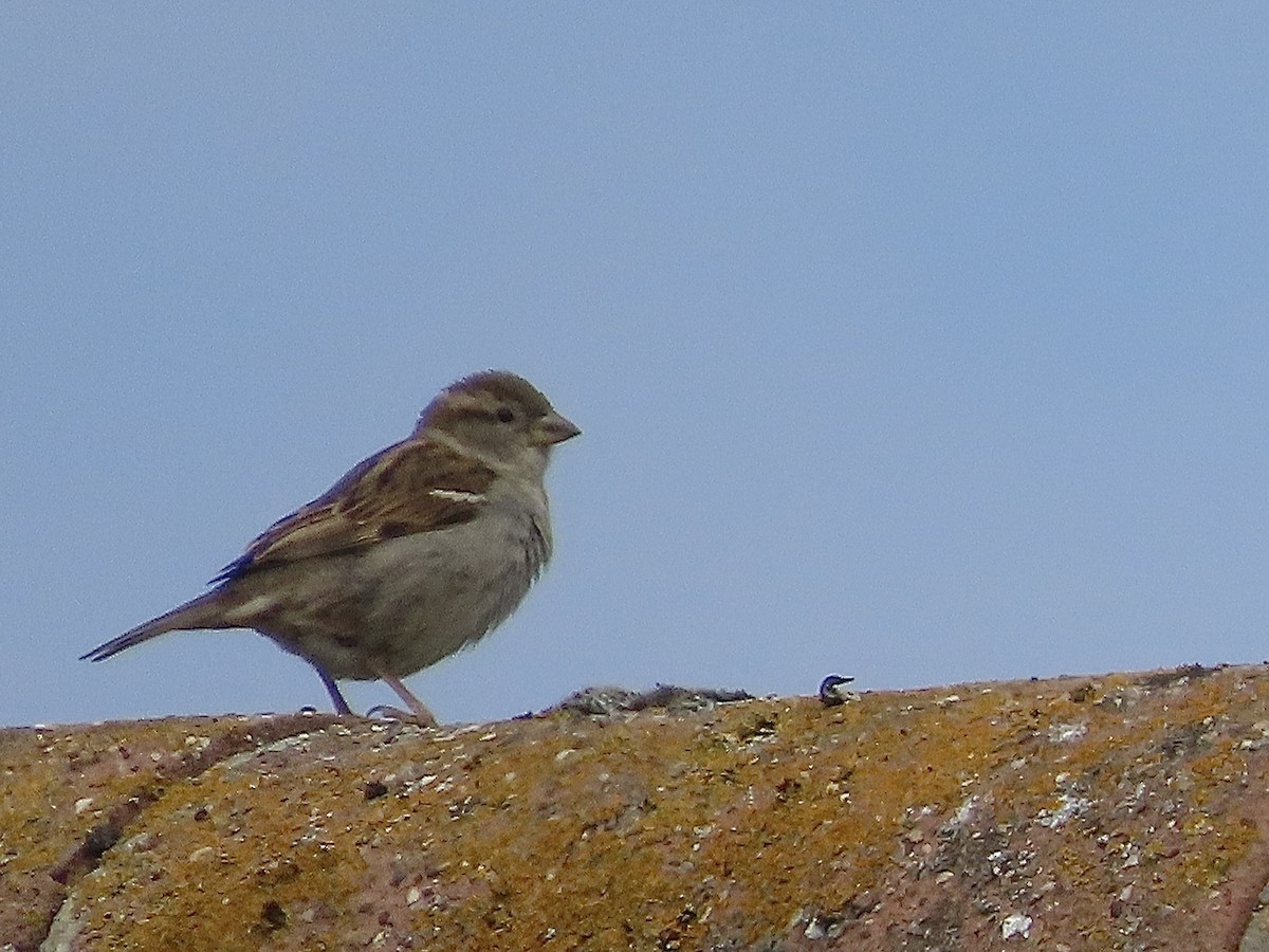 House Sparrow - ML620113205