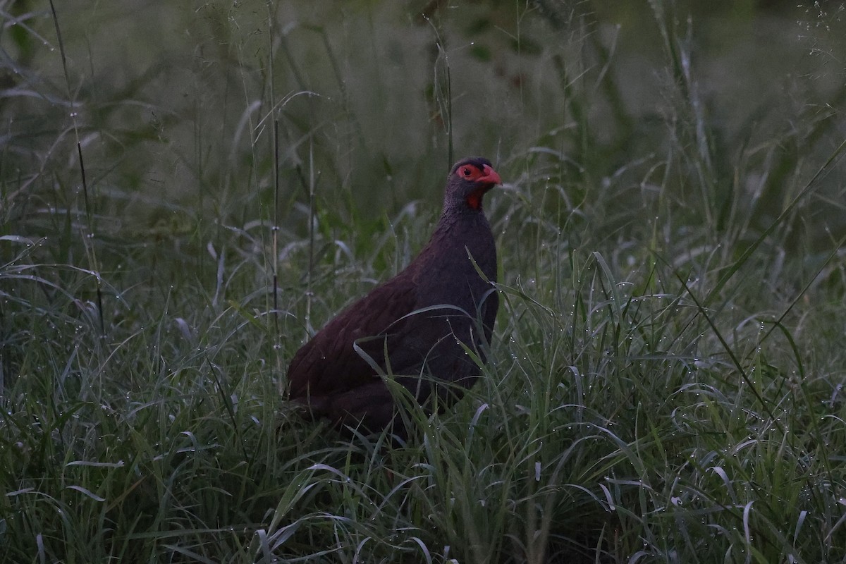 Francolin à gorge rouge (cranchii/harterti) - ML620113225