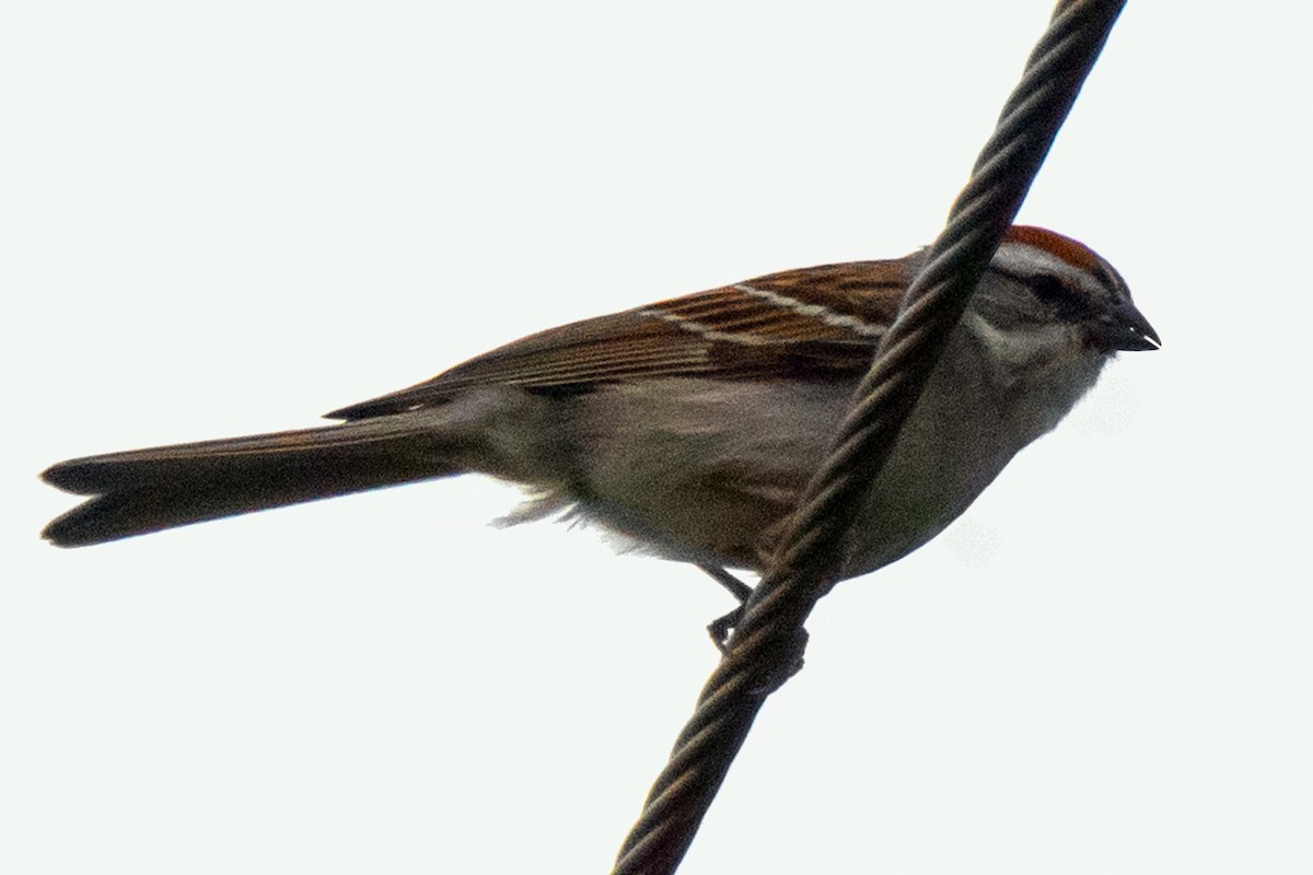 Chipping Sparrow - ML620113233