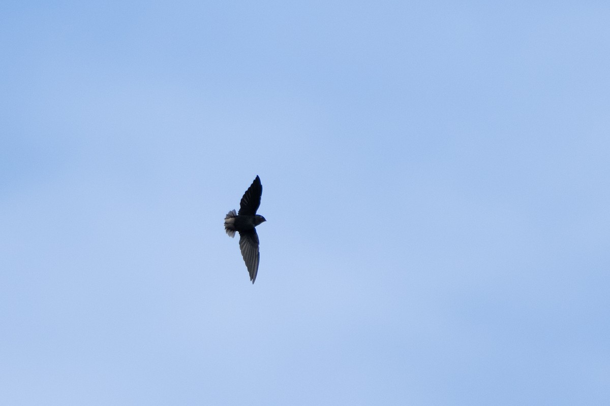 Short-tailed Swift - ML620113234