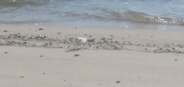 Piping Plover - ML620113236