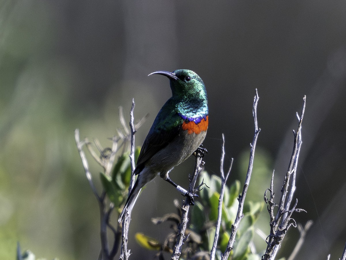 Southern Double-collared Sunbird - ML620113245
