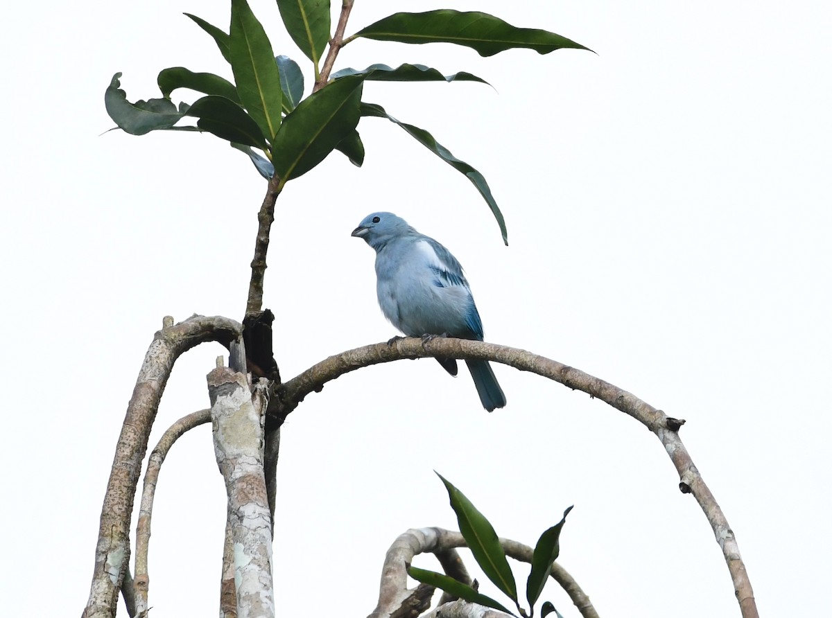 Blue-gray Tanager - ML620113251