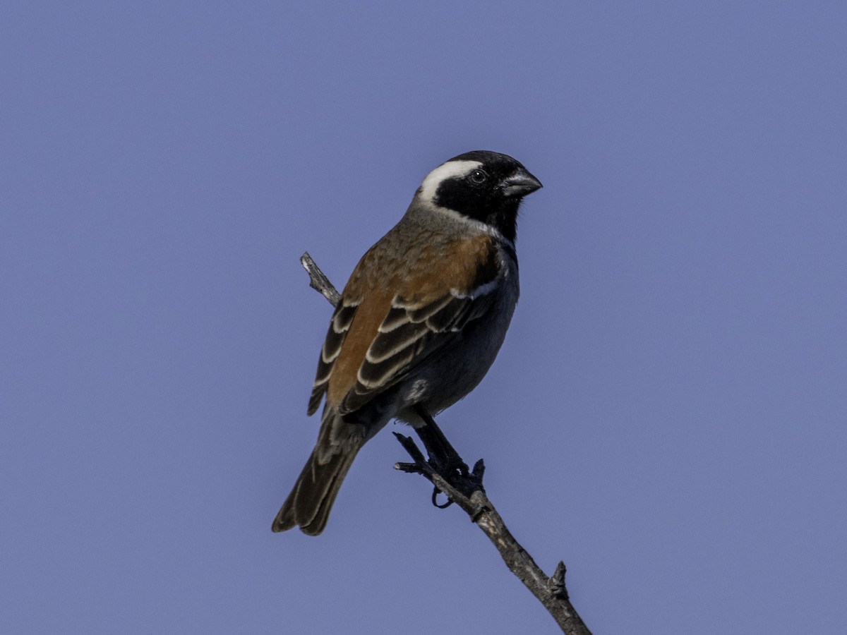 Cape Sparrow - ML620113252