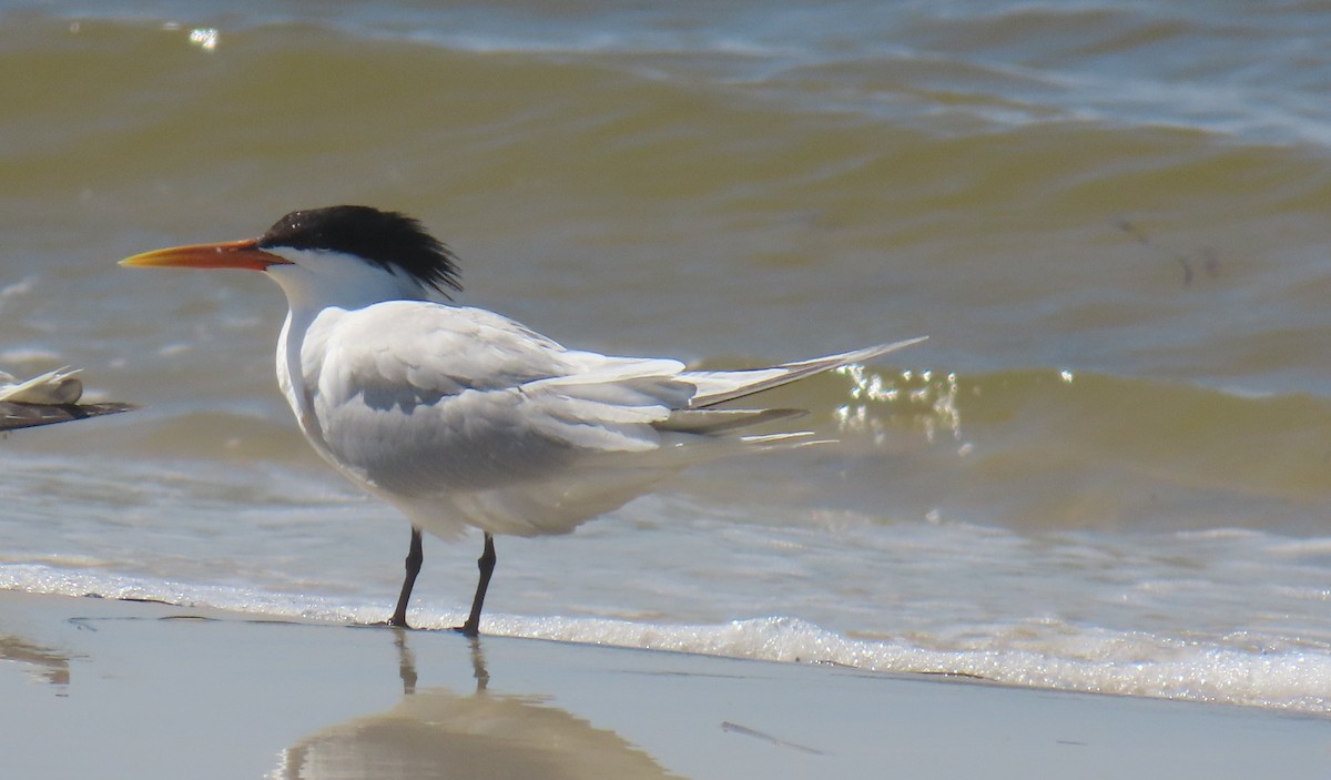 Elegant Tern - ML620113255