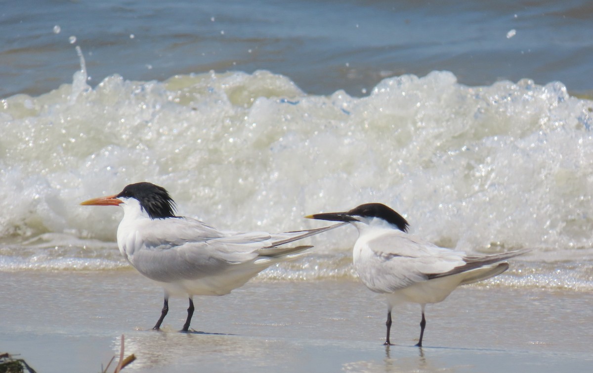 Elegant Tern - ML620113256