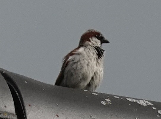 House Sparrow - ML620113262