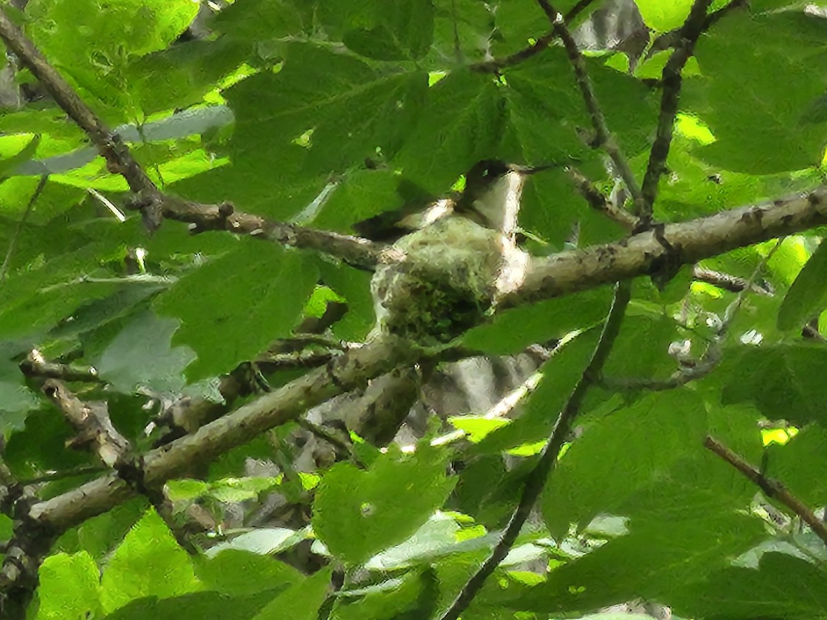 Yakut Boğazlı Kolibri - ML620113273
