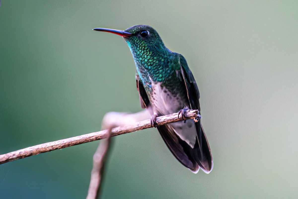 kolibřík zrcadlový - ML620113279