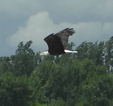 Weißkopf-Seeadler - ML620113280