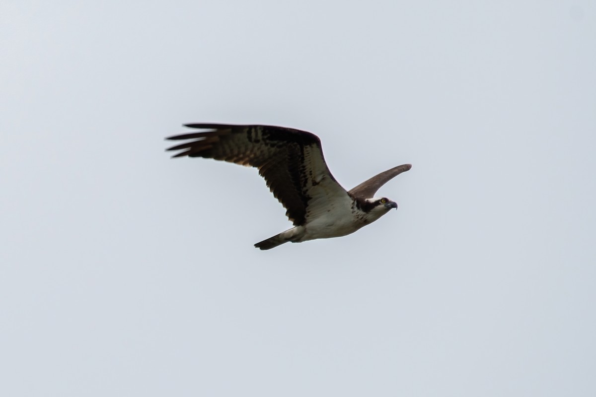Águila Pescadora - ML620113281