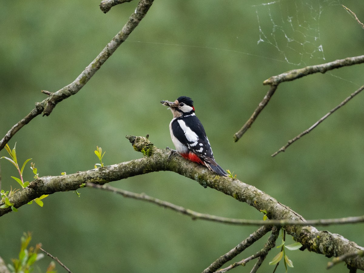 Great Spotted Woodpecker - ML620113292