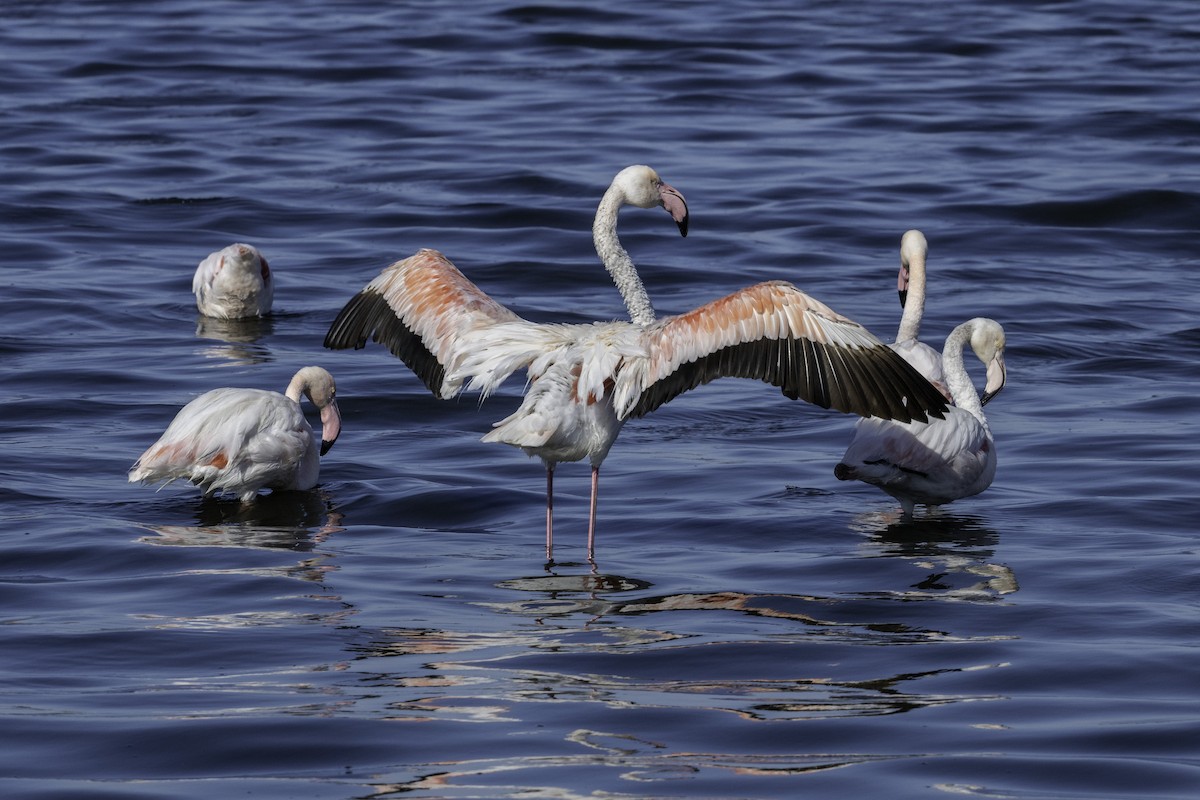 Greater Flamingo - Rafee Memon