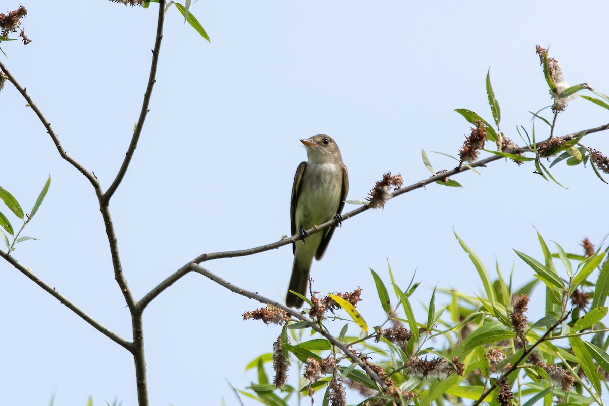 Willow Flycatcher - Karen Hardy