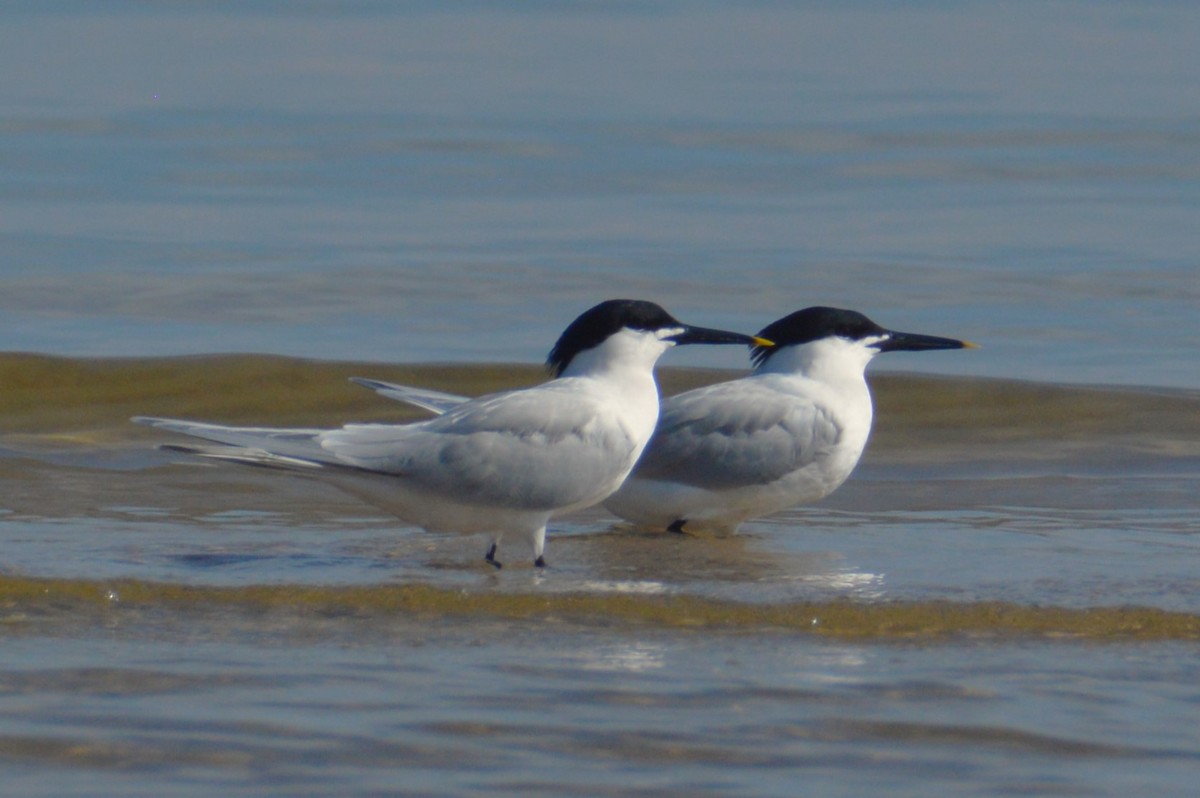 Sandwich Tern - ML620113317