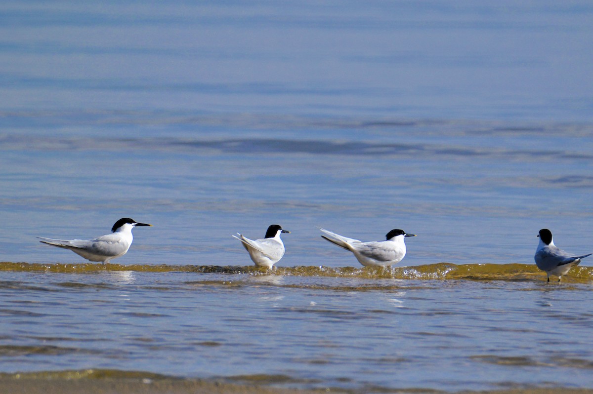 Sandwich Tern - ML620113318