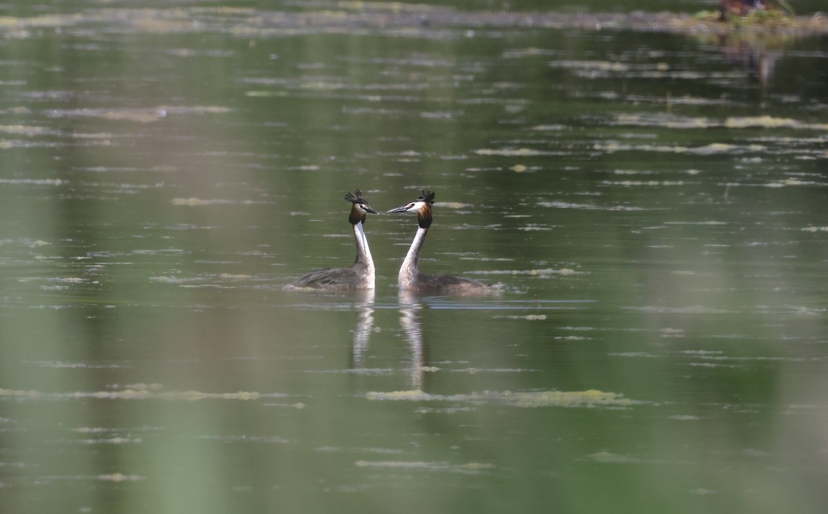 Great Crested Grebe - ML620113325