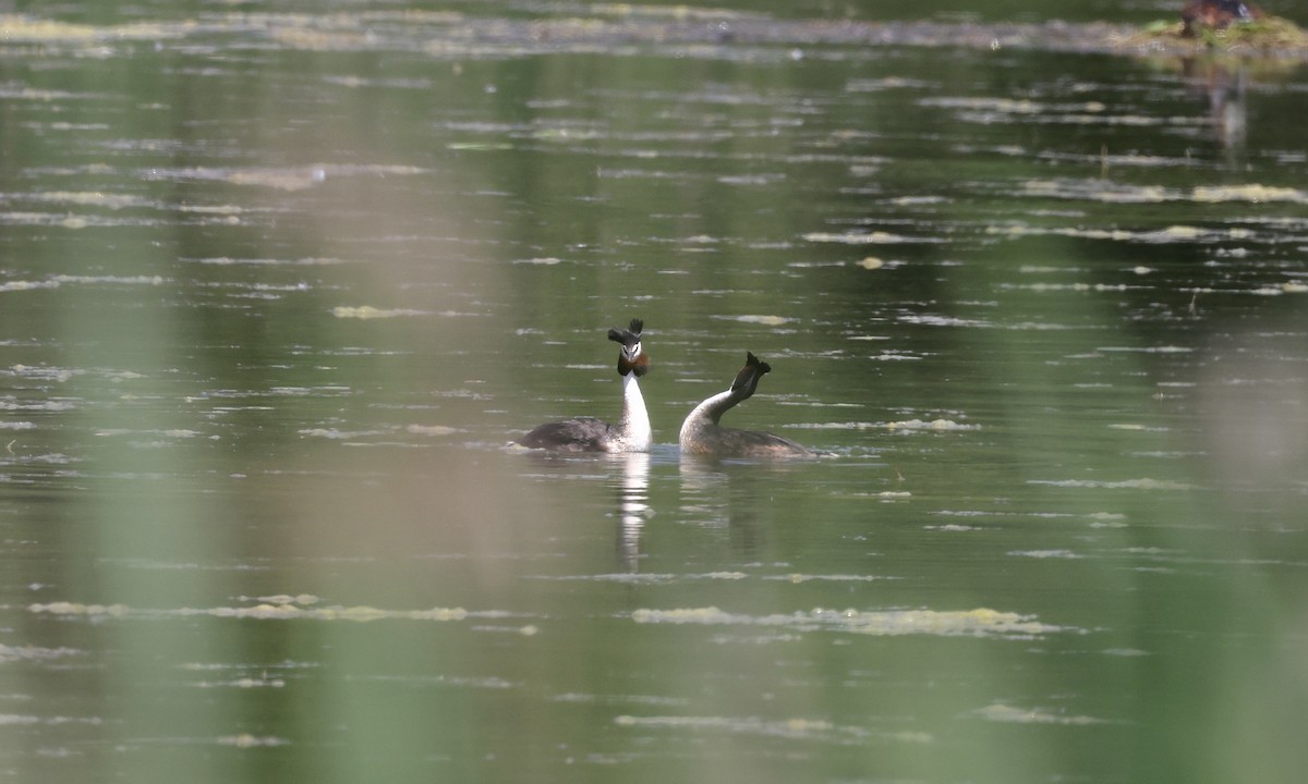 Great Crested Grebe - ML620113327