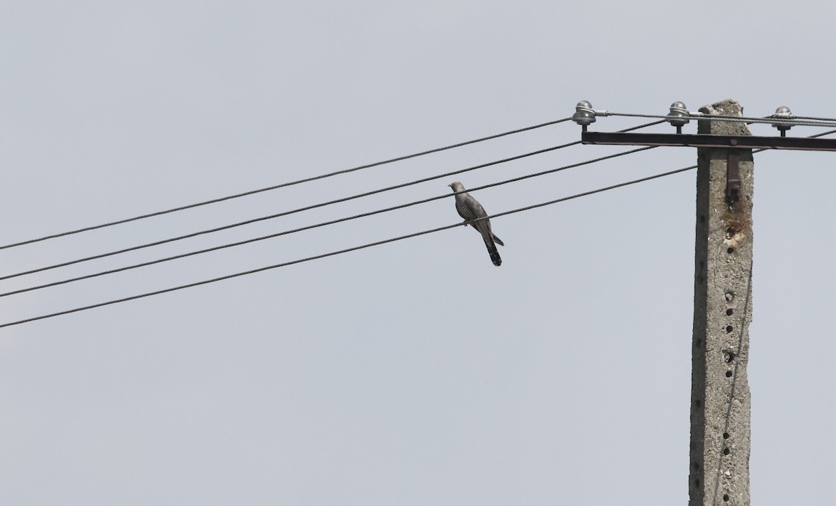 Common Cuckoo - ML620113339