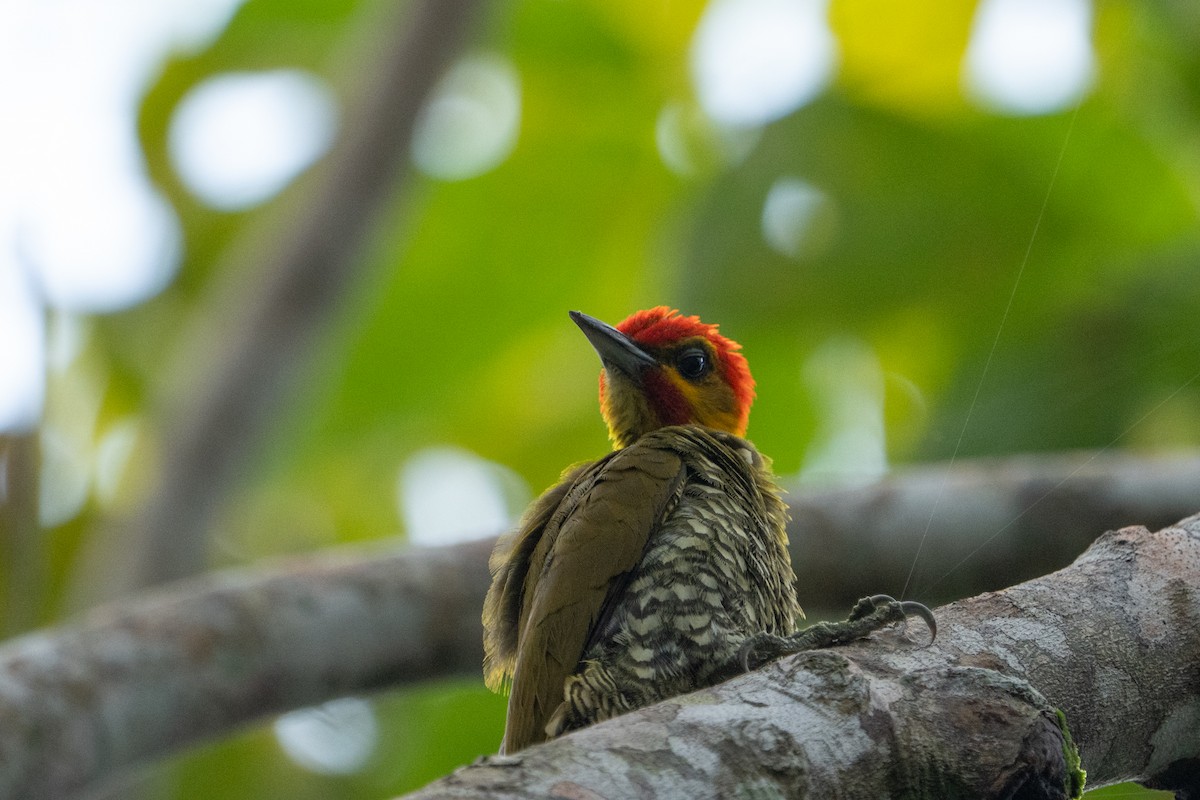 Yellow-throated Woodpecker - ML620113352