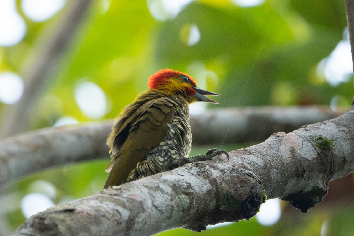 Yellow-throated Woodpecker - ML620113353