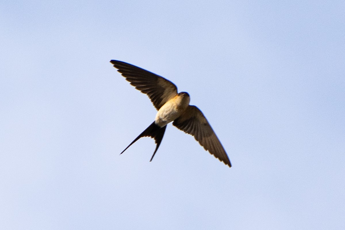 Red-rumped Swallow - ML620113354