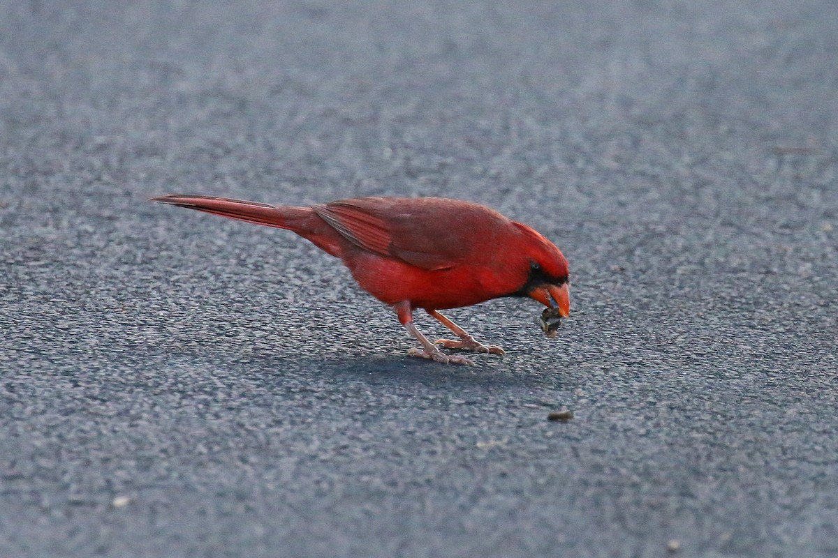 Красный кардинал - ML620113355