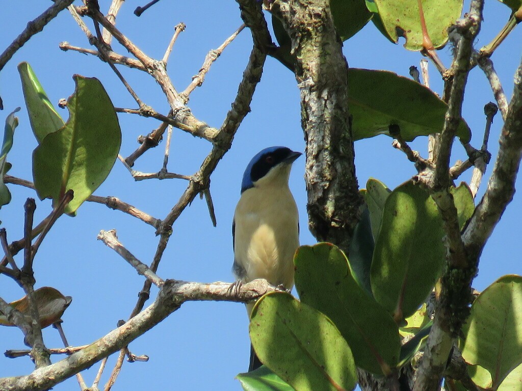 Fawn-breasted Tanager - ML620113358