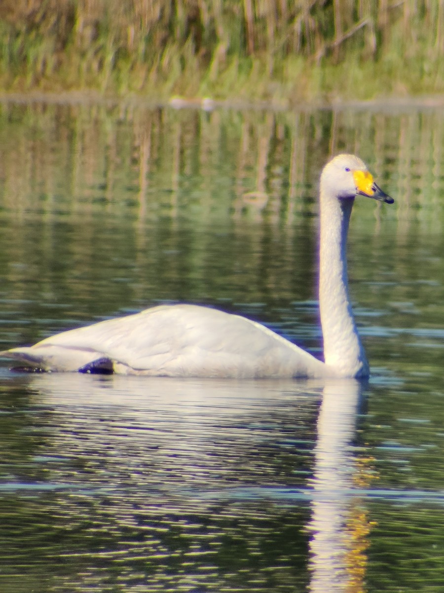 Whooper Swan - ML620113365