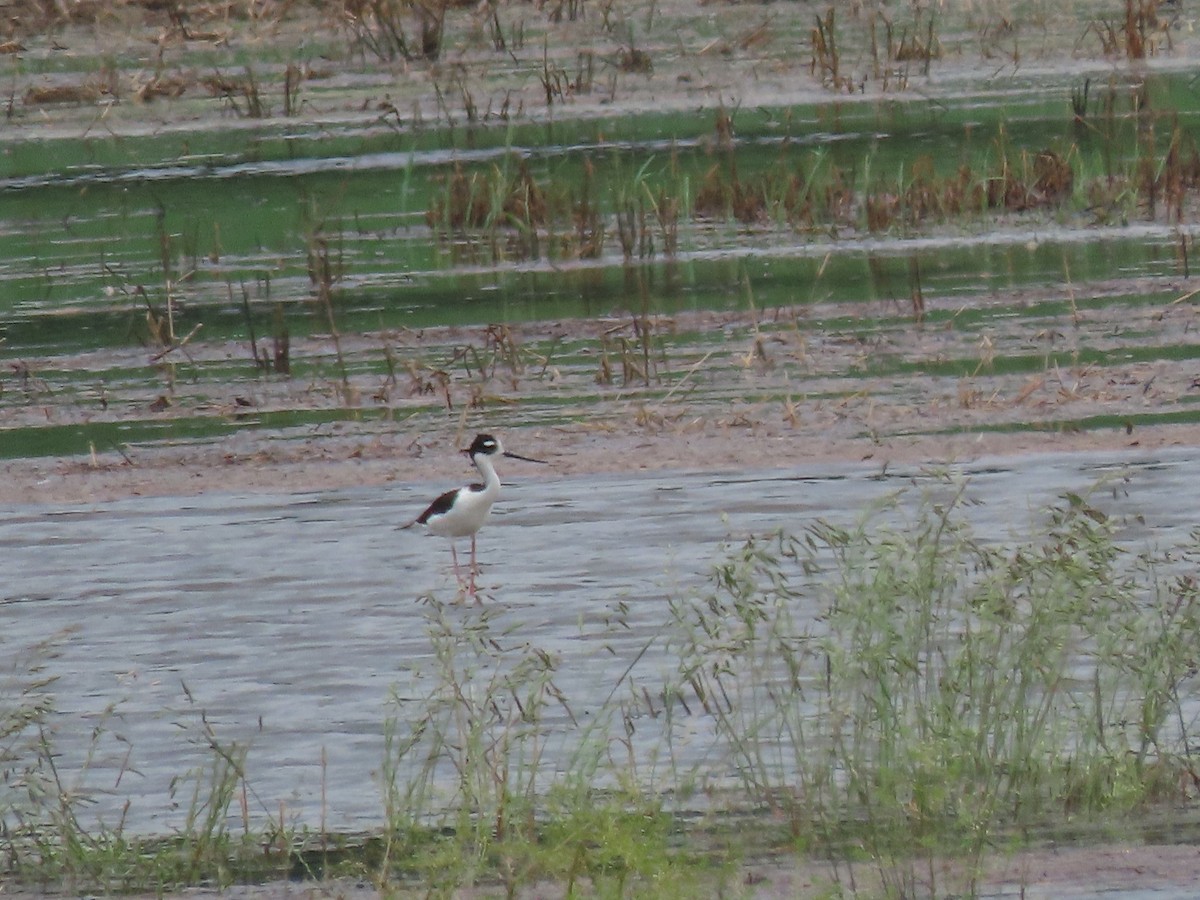 Black-necked Stilt - ML620113368