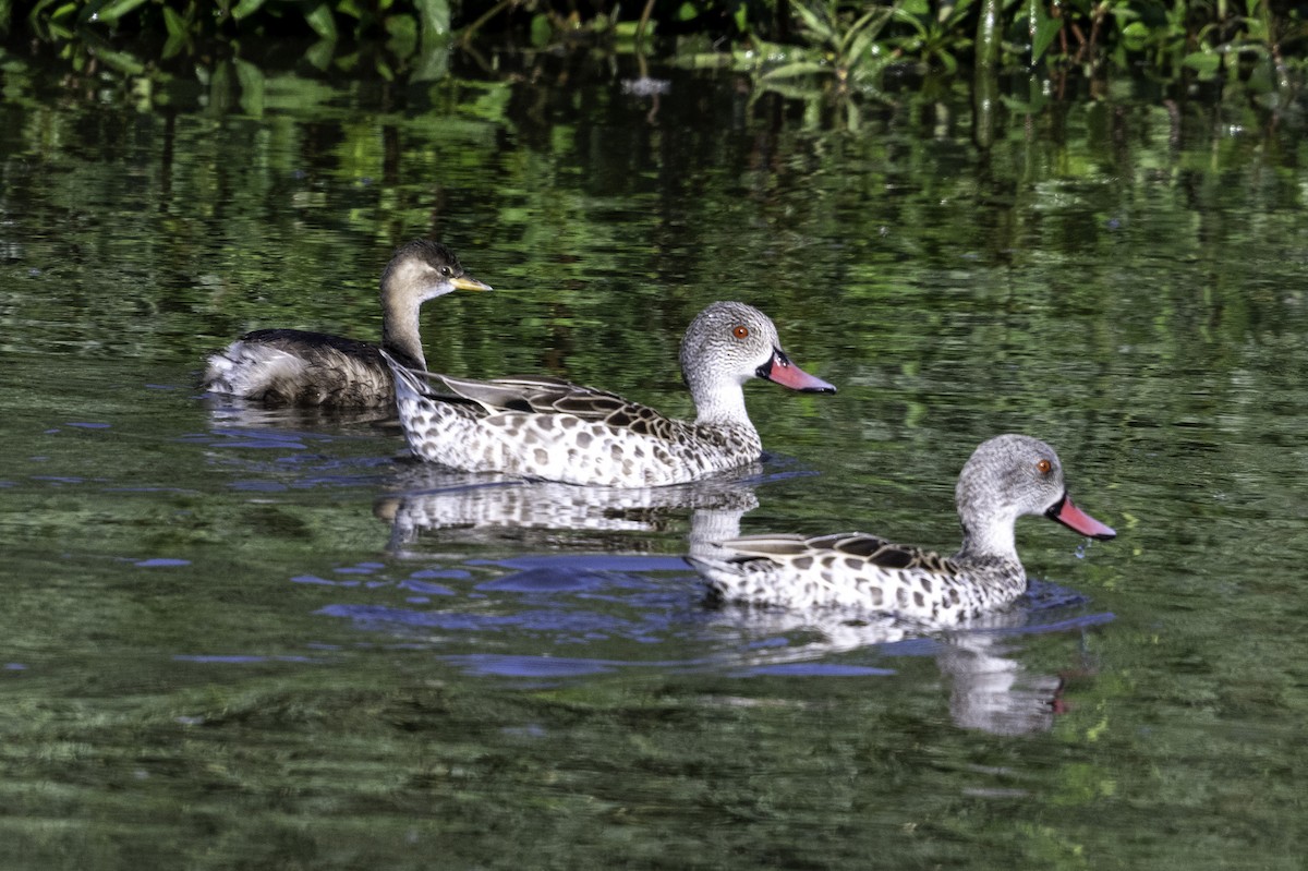 Cape Teal - ML620113370