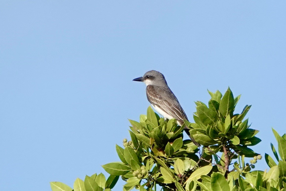 Gray Kingbird - ML620113391