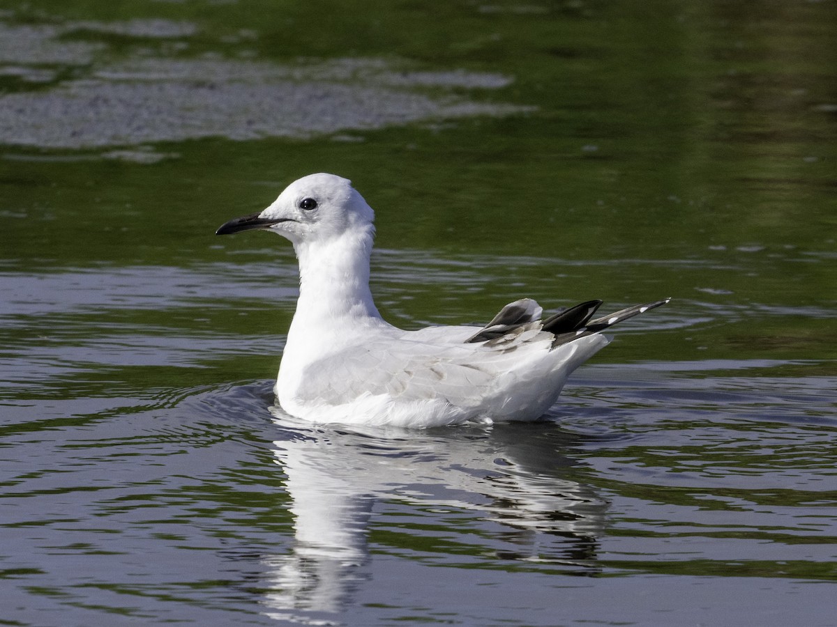 Gaviota Plateada Surafricana - ML620113415